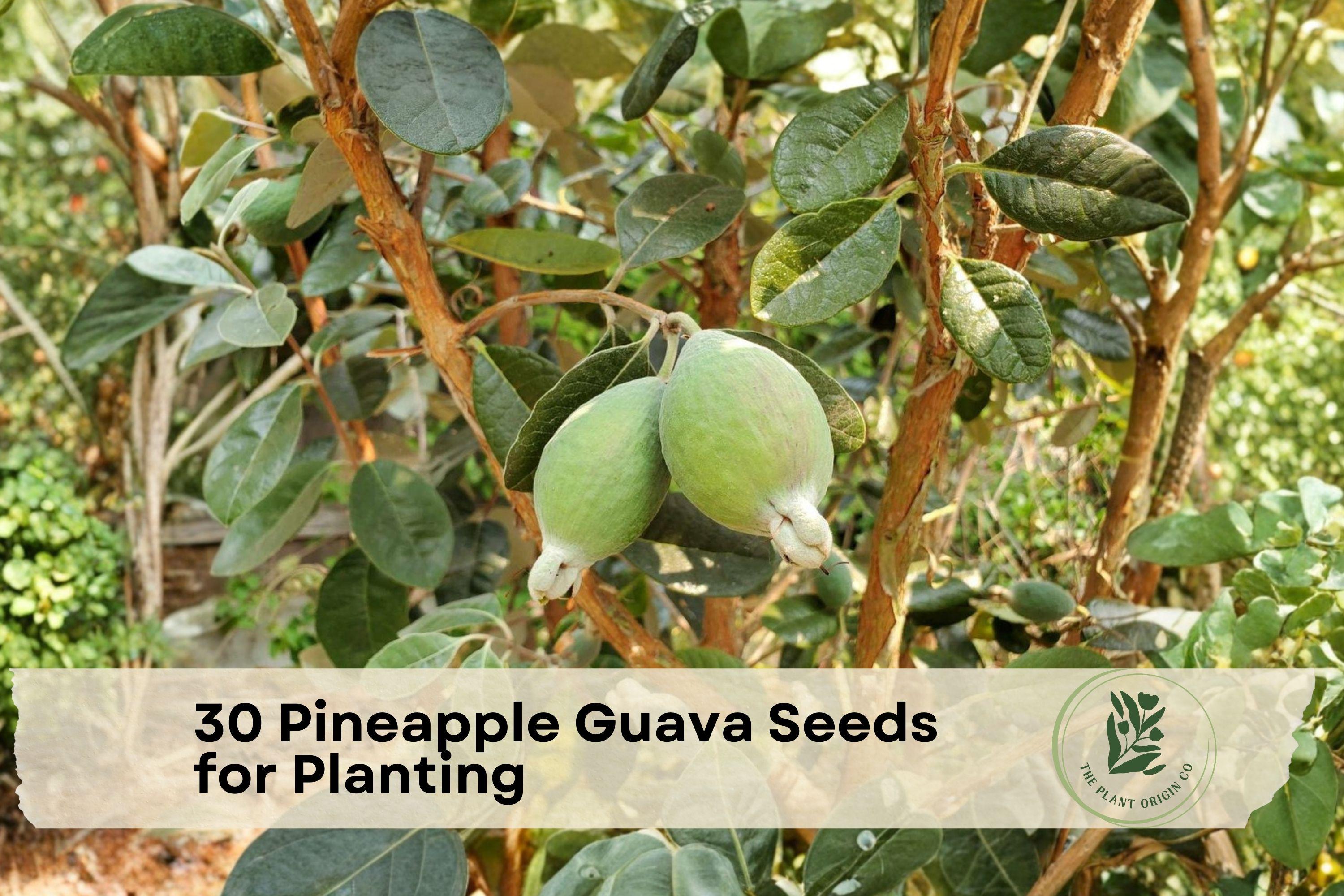 30 Pineapple Guava Seeds for Planting | Acca sellowiana | Ornamental Evergreen Tree & Fruit