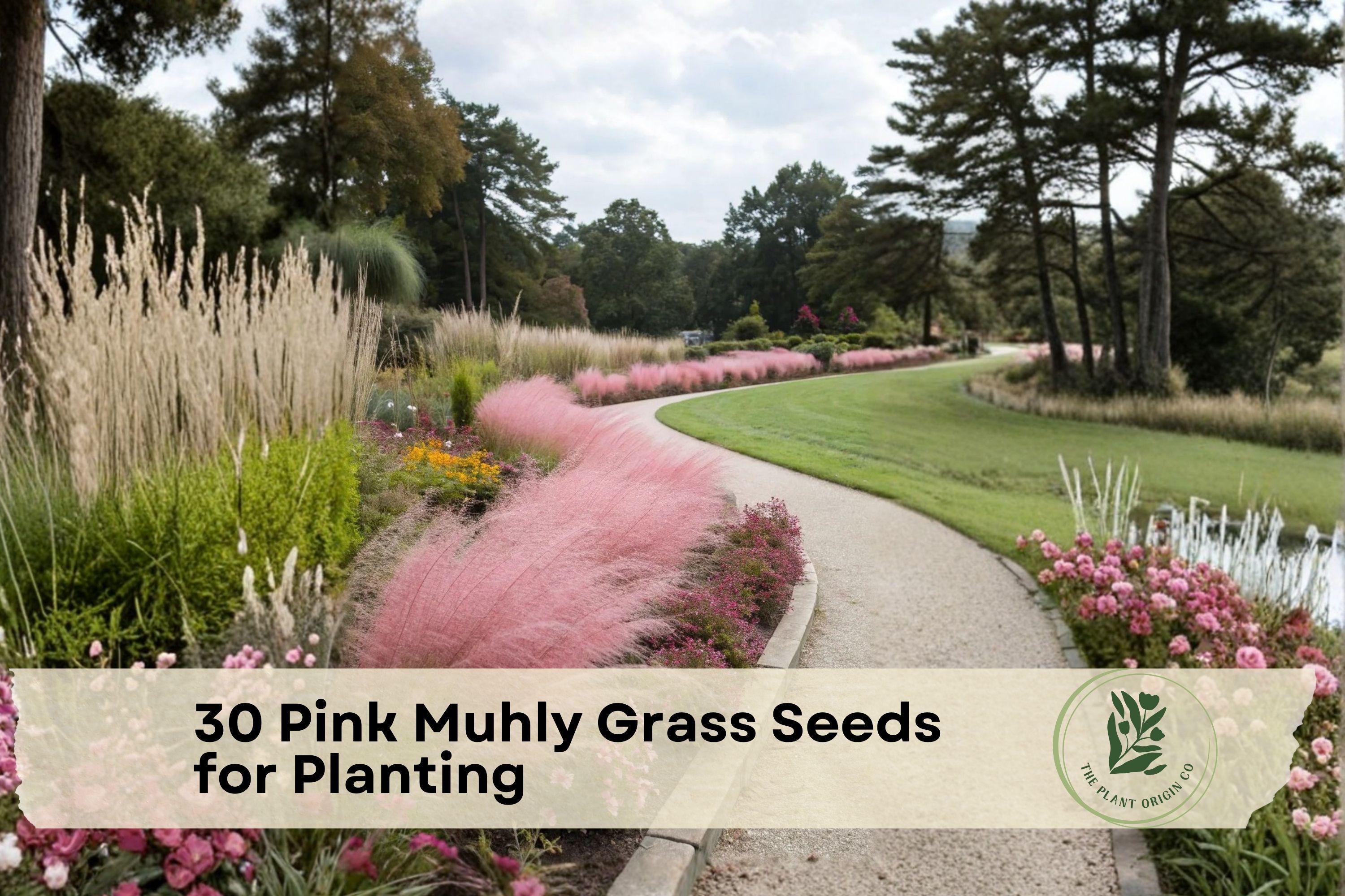 Pink Muhly Grass Seeds - Ornamental Perennial with Pink Plumes, Muhlenbergia capillaris, Drought Tolerant Landscaping Seeds