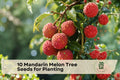 Mandarin Melon Tree Seeds, Maclura tricuspidata, Ornamental Garden Tree, Deciduous Shrub, Landscape Planting