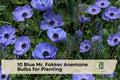 Blue Mr. Fokker Anemone Bulbs for Planting - Deep Blue Spring Flowering Corms, Anemone coronaria