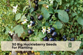 Big Huckleberry Seeds for Planting - Vaccinium membranaceum Native Mountain Berry Shrub for Woodland Gardens