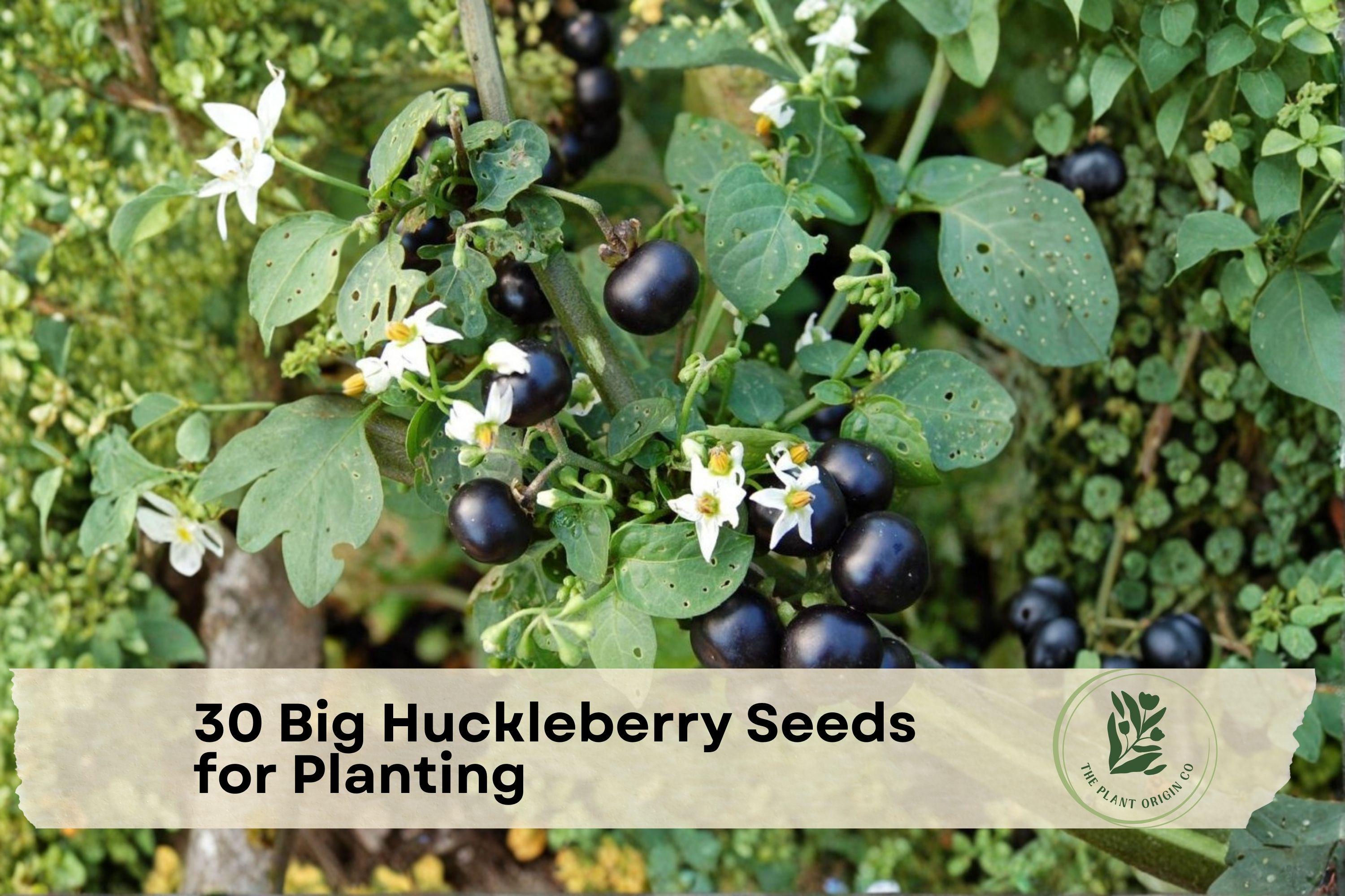 Big Huckleberry Seeds for Planting - Vaccinium membranaceum Native Mountain Berry Shrub for Woodland Gardens
