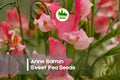Anne Barron Sweet Pea Seeds, Pink Fragrant Climbing Vine, Lathyrus odoratus, 50+ Seeds for Cottage Gardens & Cut Flowers