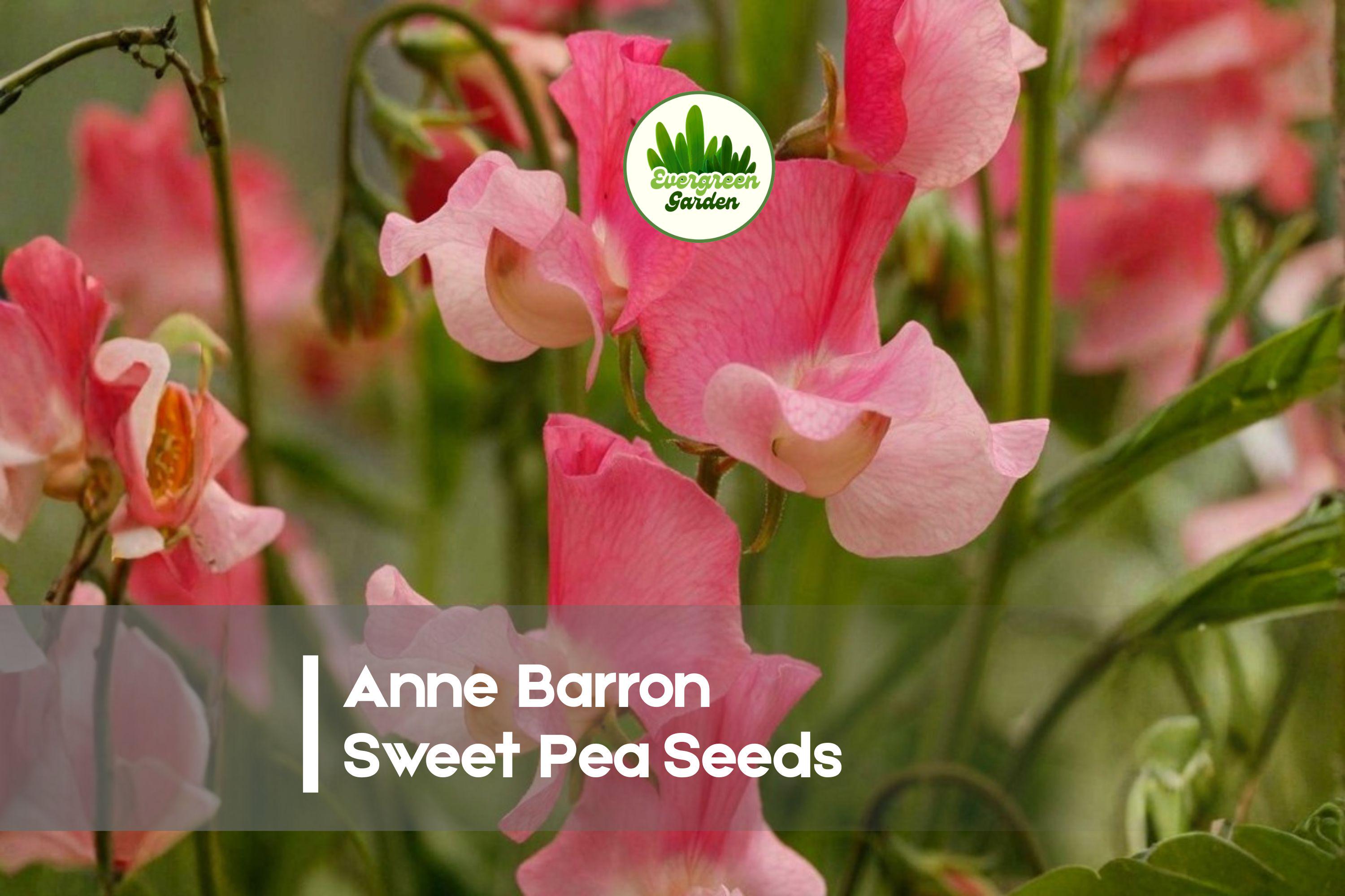 Anne Barron Sweet Pea Seeds, Pink Fragrant Climbing Vine, Lathyrus odoratus, 50+ Seeds for Cottage Gardens & Cut Flowers