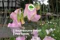 Southbourne Sweet Pea Seeds, Soft Pink Fragrant Blooms, Climbing Vine, Lathyrus odoratus, 50+ Seeds