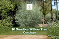 10 Sandbar Willow Tree Cuttings for Planting, Salix exigua, Moist Soil, Deciduous Shrub, Live Planting Cuttings