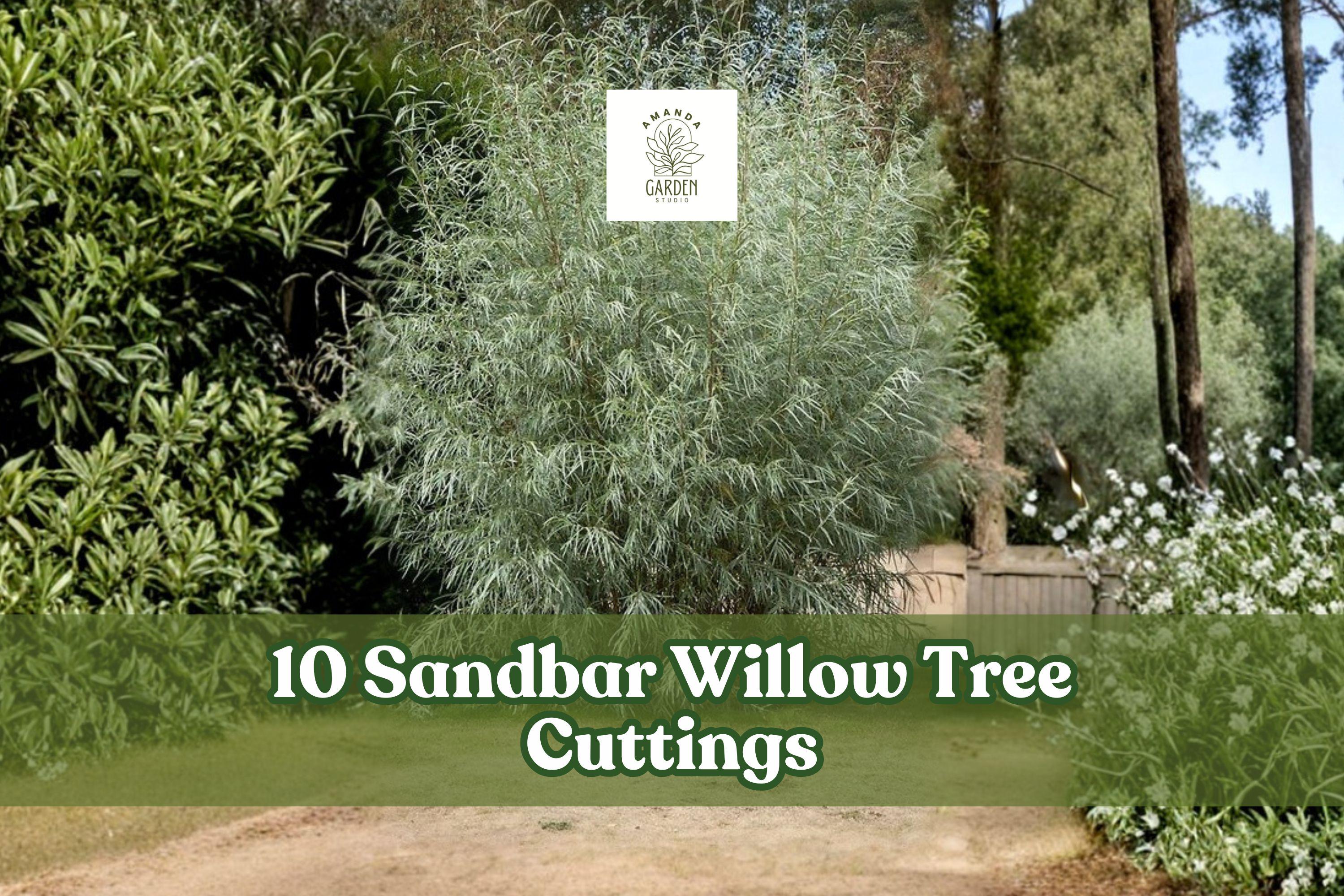 10 Sandbar Willow Tree Cuttings for Planting, Salix exigua, Moist Soil, Deciduous Shrub, Live Planting Cuttings