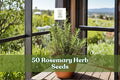 Rosemary Herb Seeds for Planting, Salvia rosmarinus, Evergreen Aromatic Foliage, Culinary and Ornamental Garden Seeds
