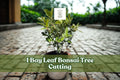 Bay Leaf Bonsai Tree Cutting – Ornamental Bonsai Starter for Indoor & Outdoor Planting, Thick Trunk, Perennial, Decorative Plant