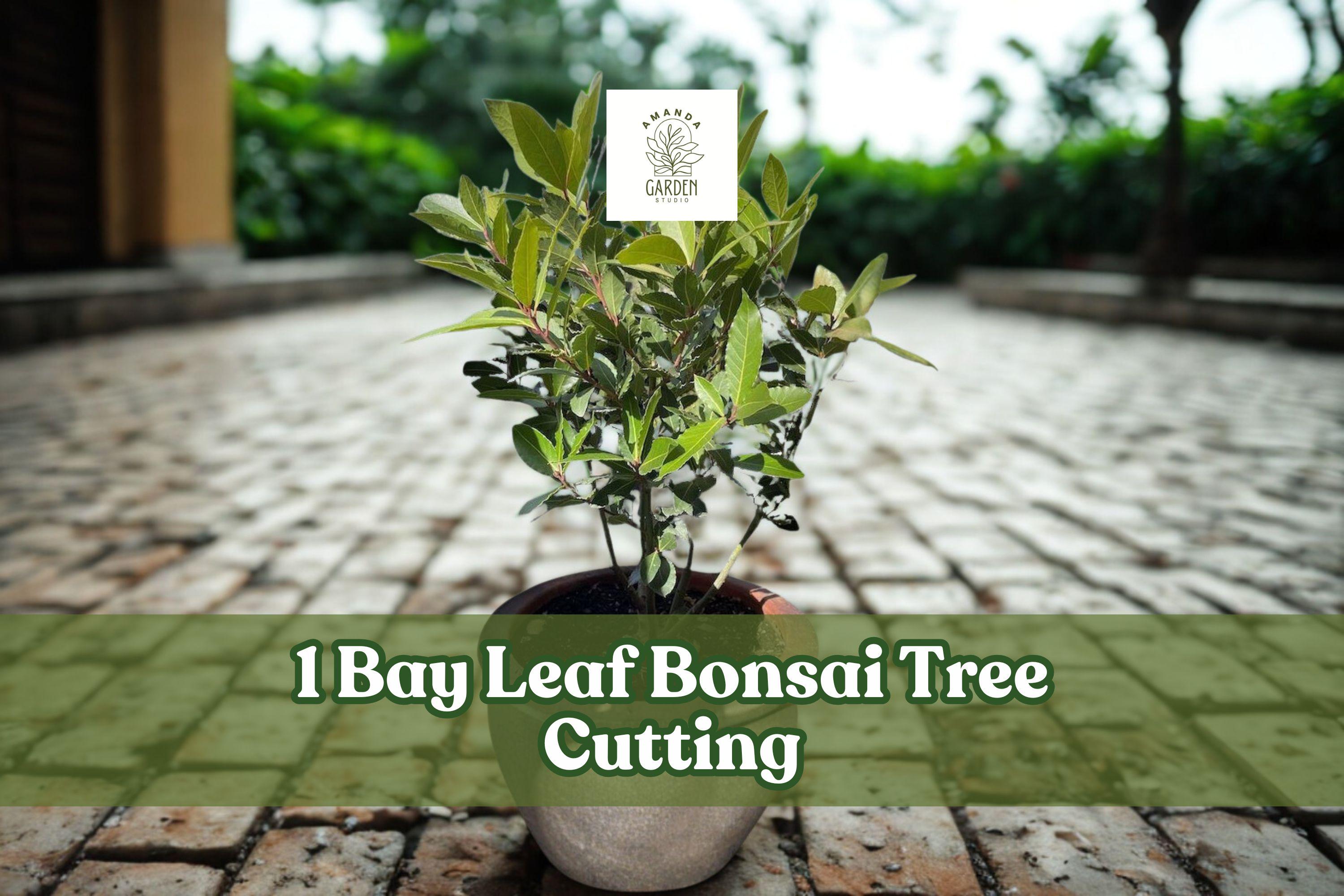 Bay Leaf Bonsai Tree Cutting – Ornamental Bonsai Starter for Indoor & Outdoor Planting, Thick Trunk, Perennial, Decorative Plant