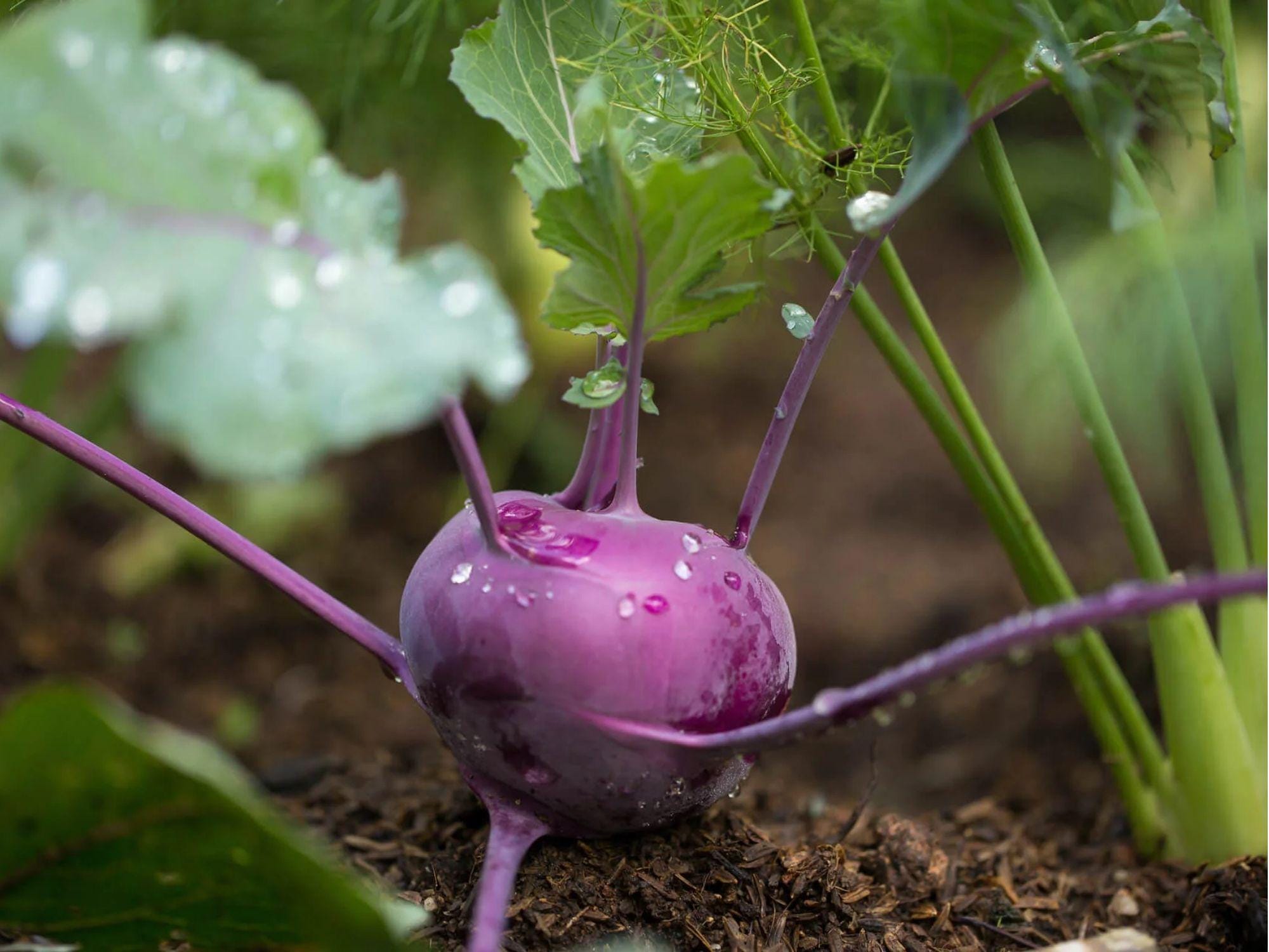 Purple Vienna Kohlrabi Seeds – Heirloom, Non-GMO, Cold Hardy, Crisp, Sweet Root Vegetable, Brassica oleracea