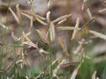 Blue Grama Grass Seeds – Native Ornamental Prairie Grass, Drought Tolerant, Bouteloua gracilis, Perennial, 100 Seeds