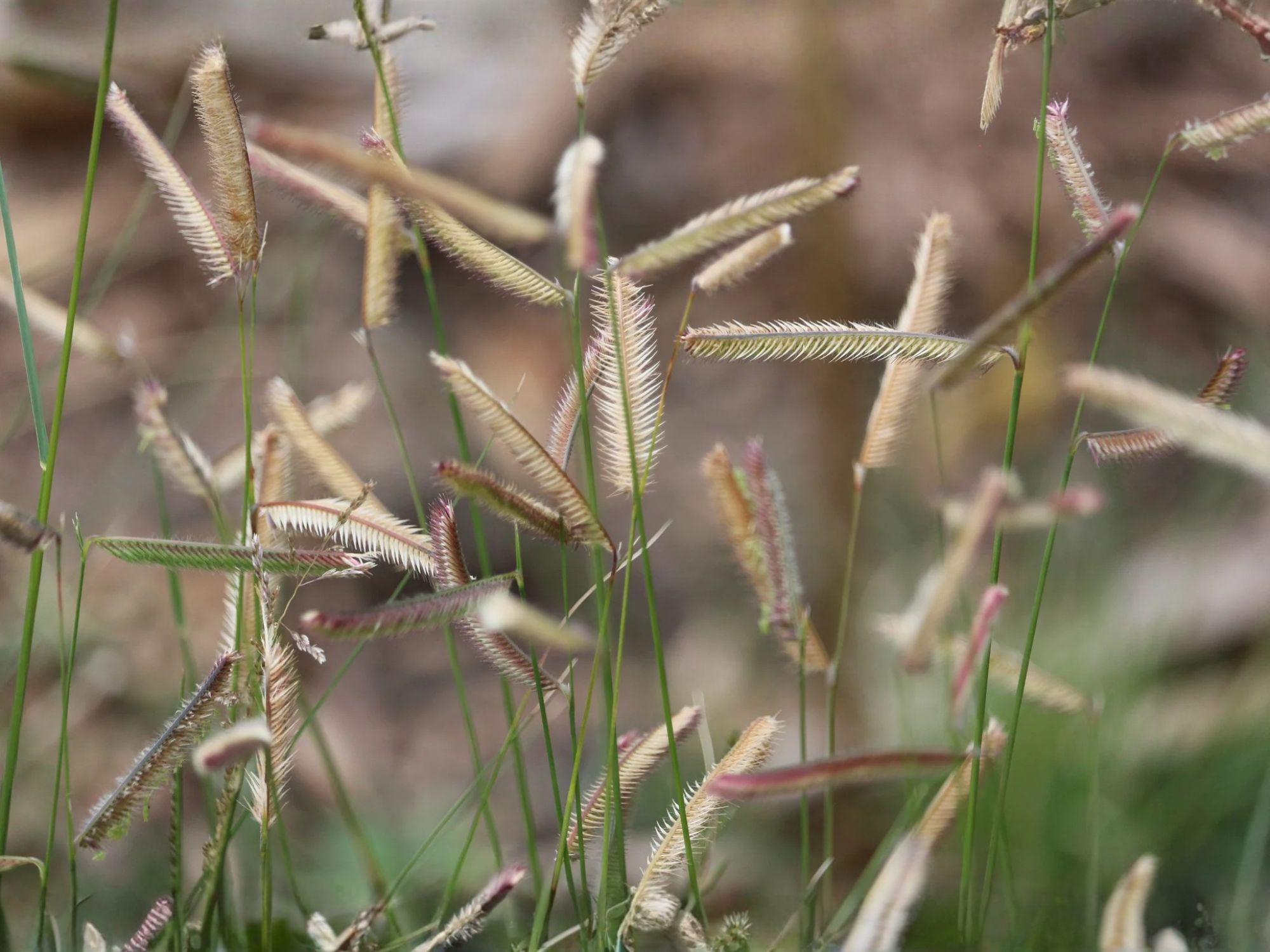 Blue Grama Grass Seeds – Native Ornamental Prairie Grass, Drought Tolerant, Bouteloua gracilis, Perennial, 100 Seeds