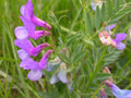 American Vetch Seeds – Native Nitrogen Fixing Perennial Vine – Vicia americana – Pollinator & Erosion Control Plant
