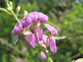Showy Tick Trefoil Seeds – Native Wildflower, Pollinator Plant, Desmodium canadense, Perennial, 25 Seeds