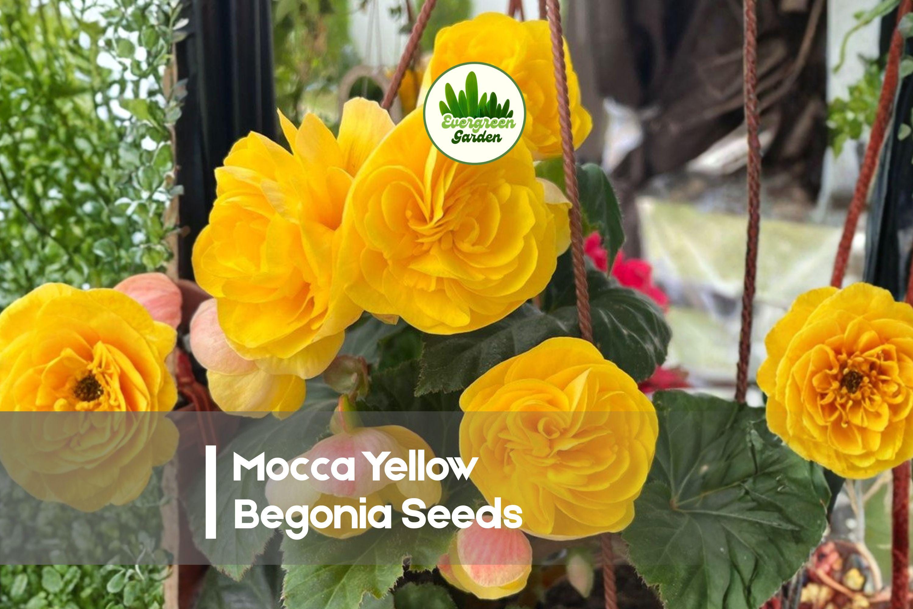 25+ Mocca Yellow Begonia Seeds – Bright Yellow Double Blooms, Bronze Foliage, Shade Garden, Container Plant, Begonia × tuberhybrida