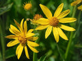 Yellow Crownbeard Seeds – Native Prairie Wildflower, Pollinator Plant, Verbesina helianthoides, 30 Seeds
