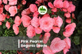 Pink Pearcei Begonia Seeds – Rare Varietal for Shade Gardens, Indoor Pots & Terrariums, Pink Flowers & Velvety Foliage