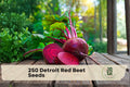 250 Detroit Red Beet Seeds, Heirloom Beta vulgaris, Deep Red Roots, Easy to Grow for Home Gardens & Containers