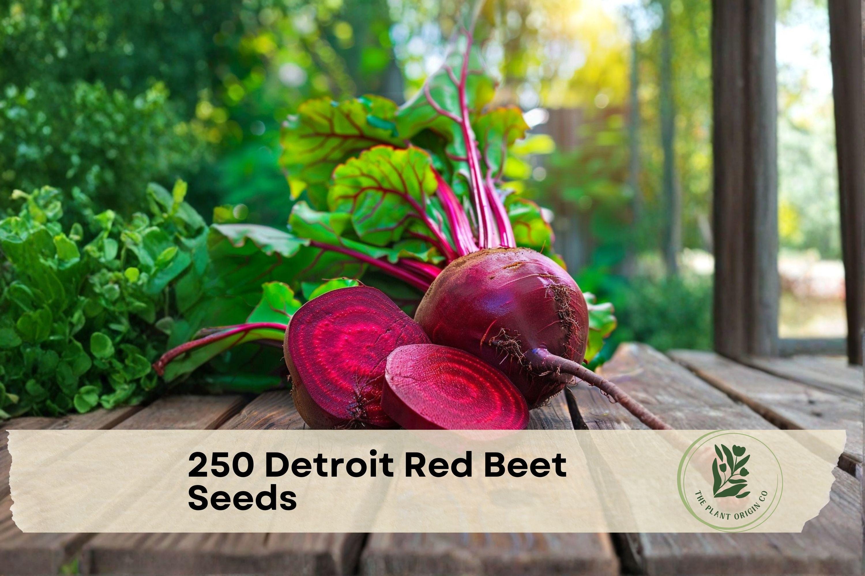 250 Detroit Red Beet Seeds, Heirloom Beta vulgaris, Deep Red Roots, Easy to Grow for Home Gardens & Containers