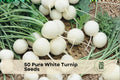 50 Pure White Fuku Komachi Hybrid Turnip Seeds – Brassica rapa, White Root, Cool-Season Vegetable, Easy to Grow