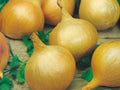 Burrell's Yellow Valencia Onion Seeds – 50 Sweet Spanish Storage Bulbs – Long-Day, Large Globe-Shaped, Mild Flavor, Garden, Vegetable, Kitchen