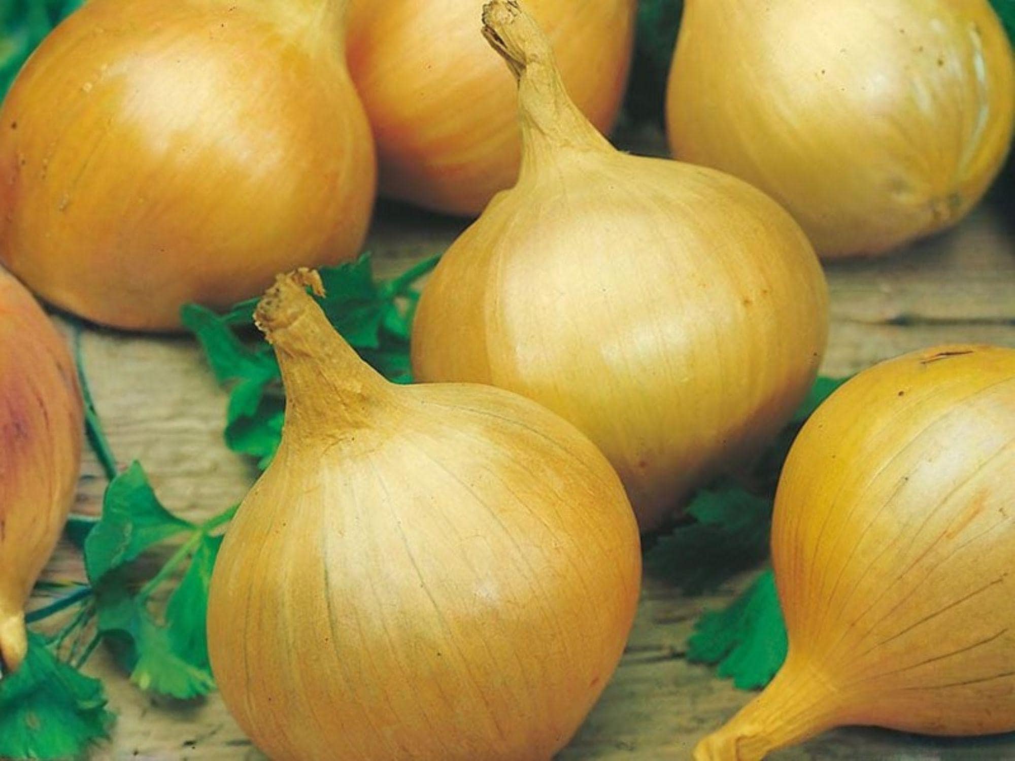 Burrell's Yellow Valencia Onion Seeds – 50 Sweet Spanish Storage Bulbs – Long-Day, Large Globe-Shaped, Mild Flavor, Garden, Vegetable, Kitchen