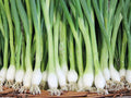White Lisbon Bunching Onion Seeds – Heirloom Scallion Green Seeds for Green Onions, Stir-Fries, and Garden Beds