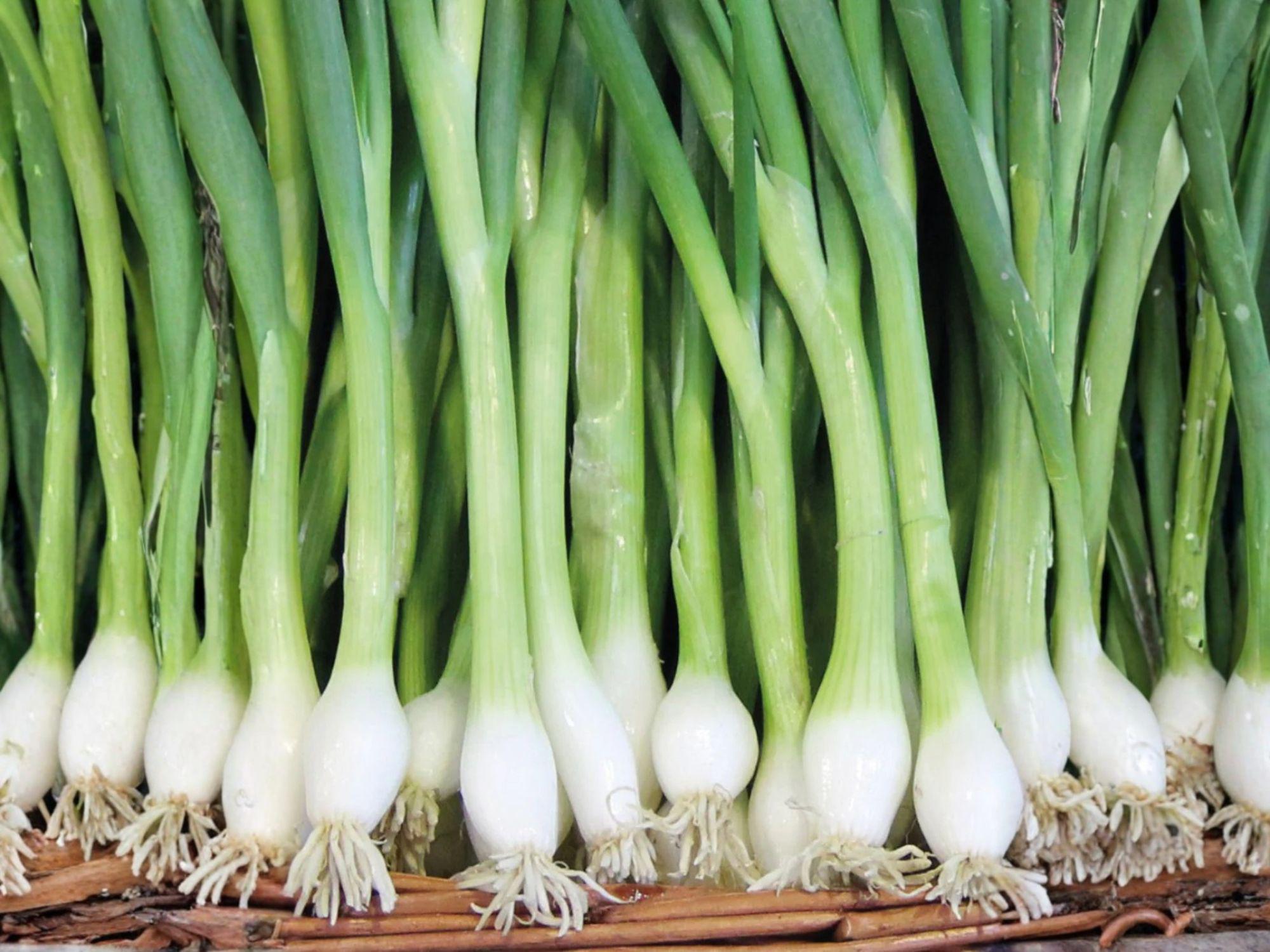 White Lisbon Bunching Onion Seeds – Heirloom Scallion Green Seeds for Green Onions, Stir-Fries, and Garden Beds