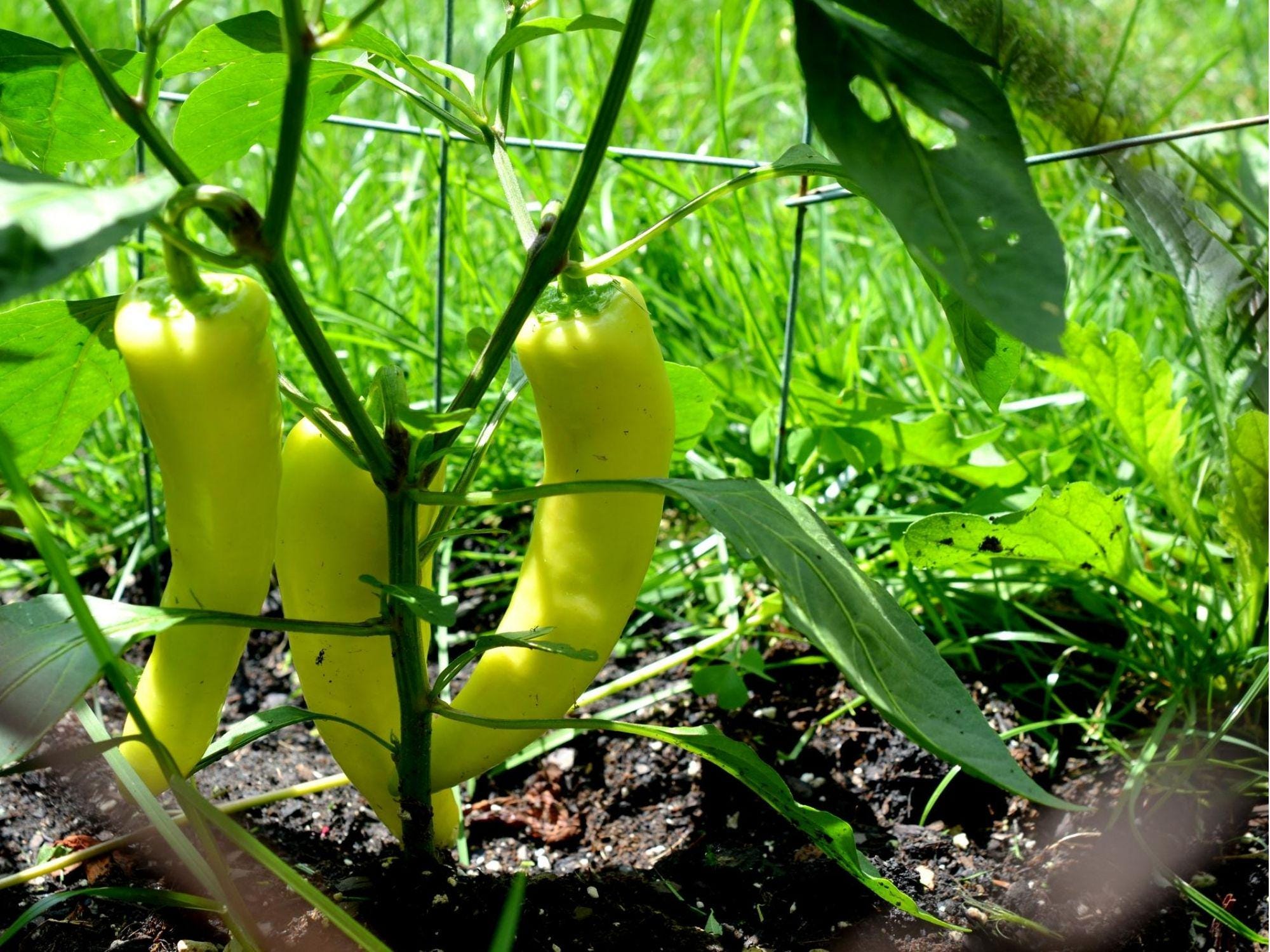 Sweet Banana Pepper Seeds – 25 Count, Mild Yellow Frying Peppers, Non-GMO Capsicum annuum for Fresh, Pickled, and Cooking