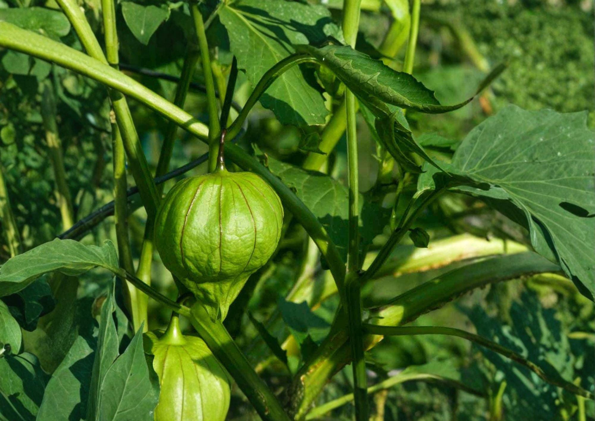 Heirloom Tomatillo Verde Seeds – 30 Pack for Salsa, Garden Growing, Bright Green Fruits, Mexican Cuisine, Cucurbita ixocarpa