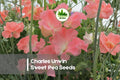 50+ Charles Unwin Sweet Pea Seeds, Pink Fragrant Climbing Vine, Lathyrus odoratus, Heirloom Flower Seeds