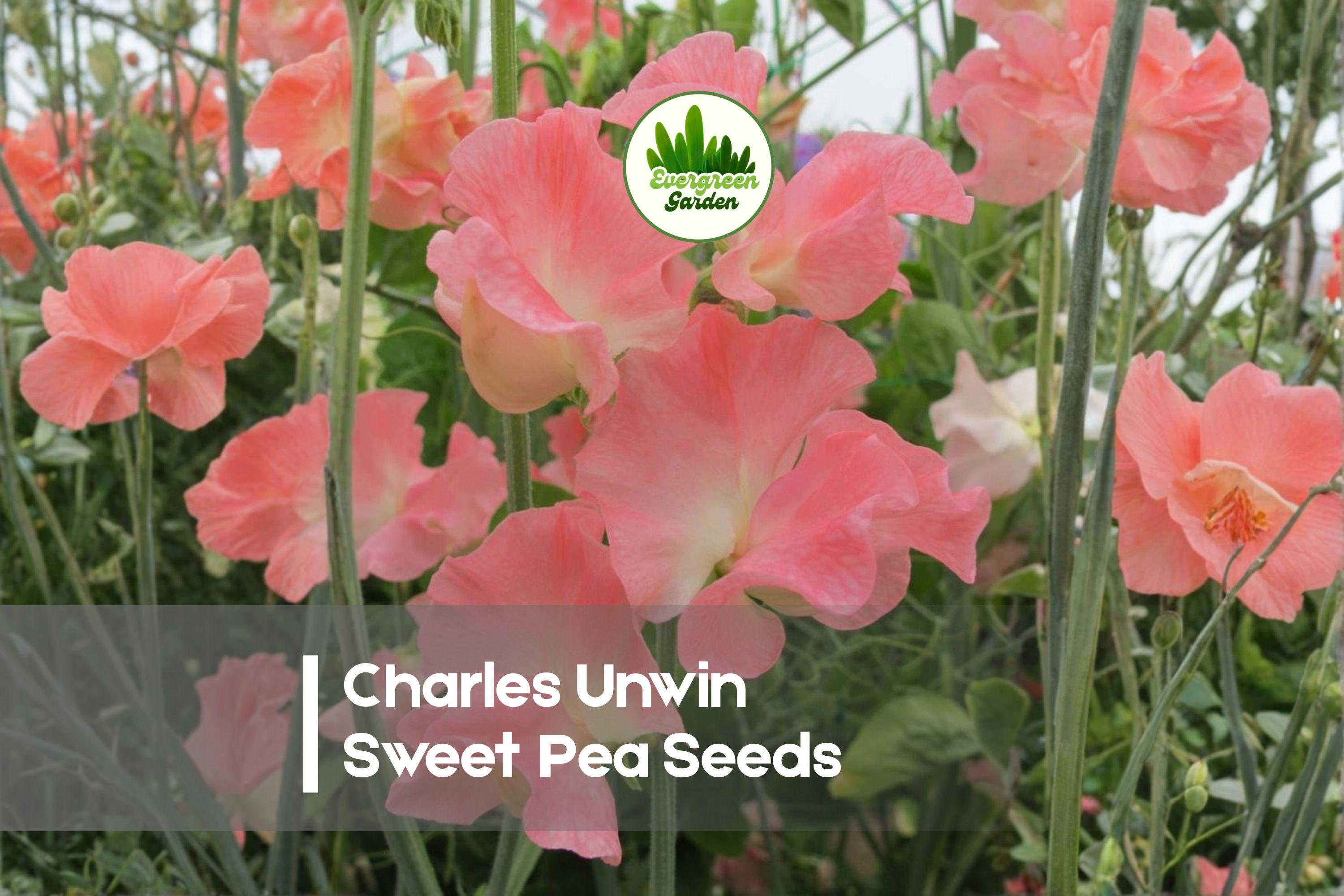 50+ Charles Unwin Sweet Pea Seeds, Pink Fragrant Climbing Vine, Lathyrus odoratus, Heirloom Flower Seeds