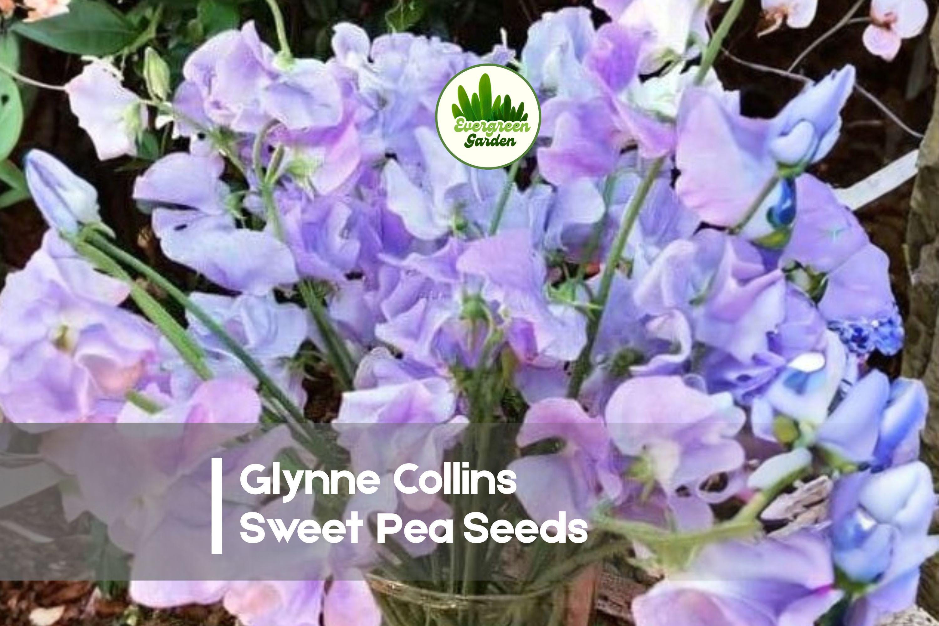 Glynne Collins Sweet Pea Seeds - Soft Pink Fragrant Climbing Vine, Lathyrus odoratus, 50+ Seeds for Gardens & Cut Flowers