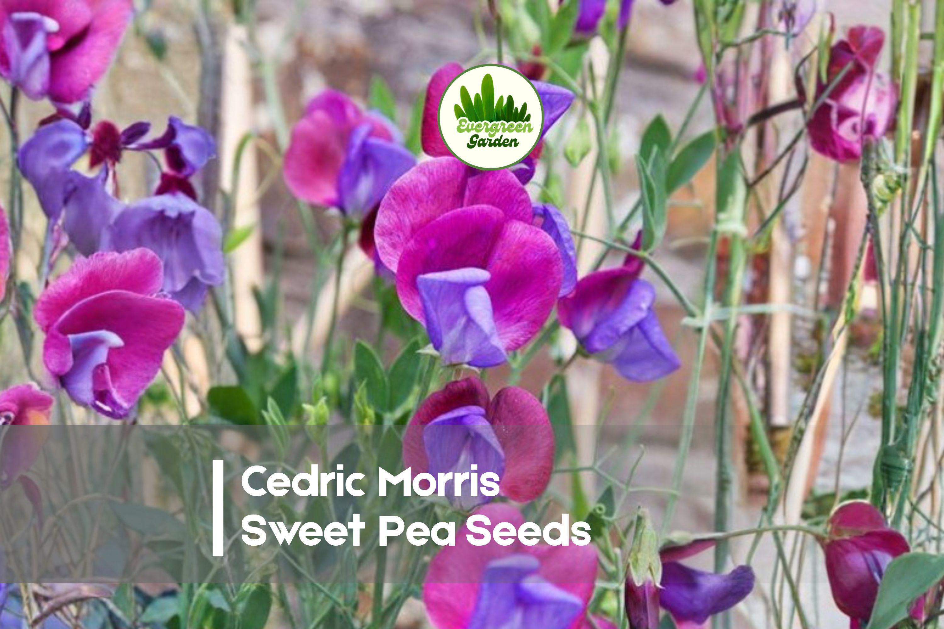 Cedric Morris Sweet Pea Seeds, Soft Pink Fragrant Blooms, Climbing Annual Vine, Lathyrus odoratus, 50+ Seeds