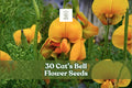 30 Crotalaria spectabilis Seeds – Bright Yellow Cat’s Bell Flower, Upright Annual for Warm Climates