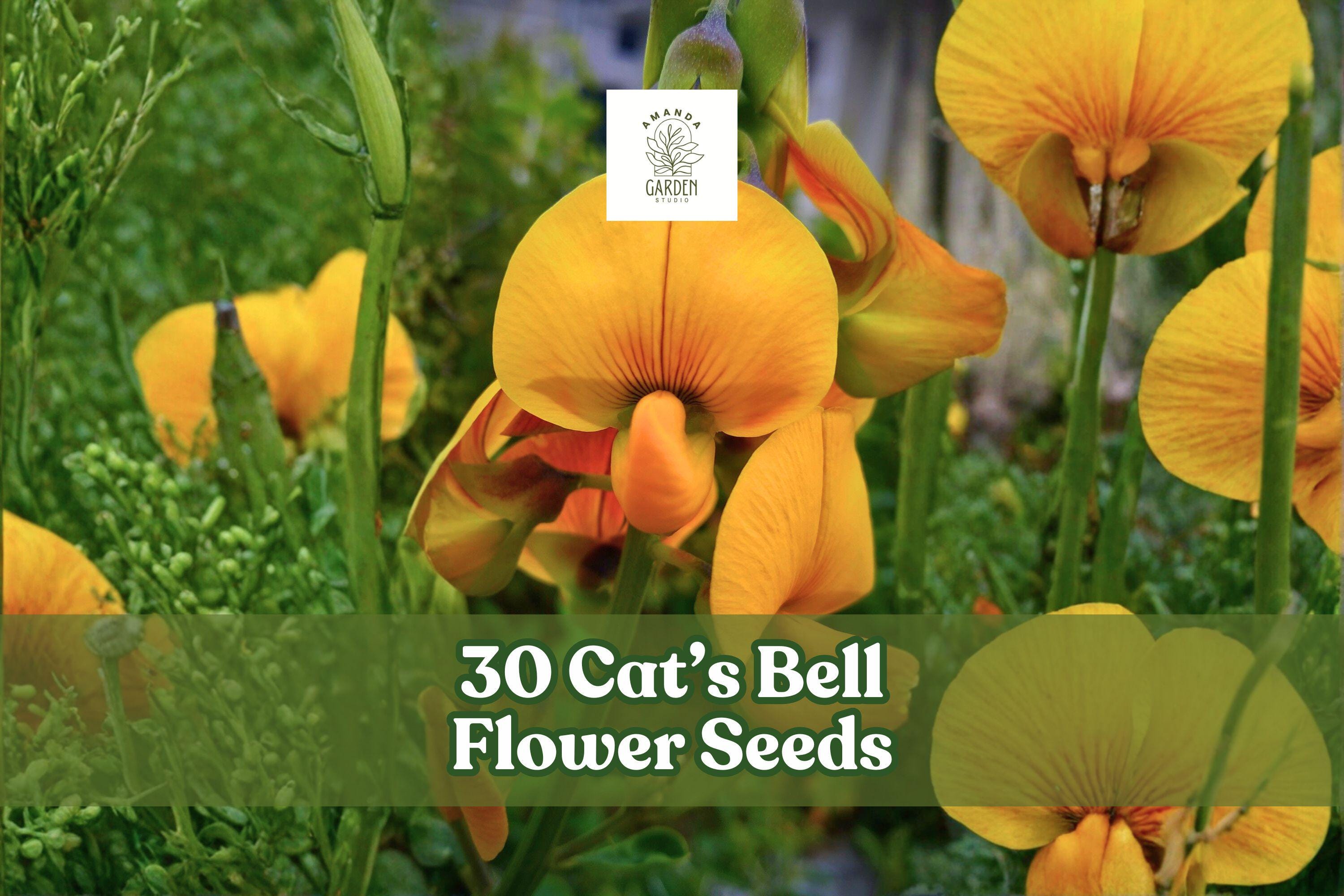 30 Crotalaria spectabilis Seeds – Bright Yellow Cat’s Bell Flower, Upright Annual for Warm Climates