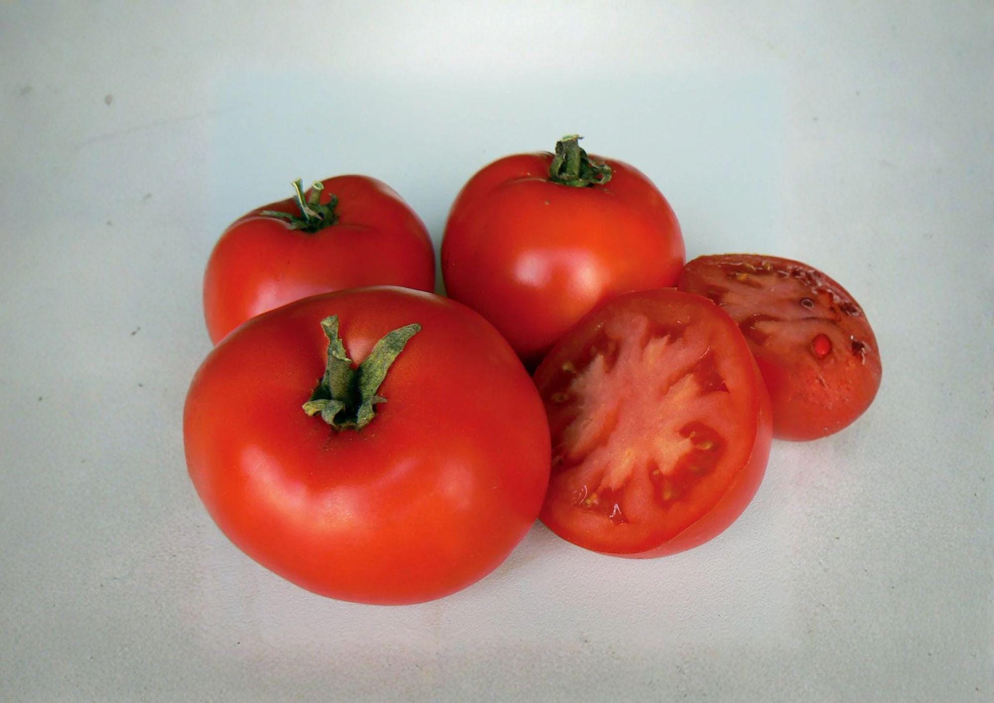 Legend Tomato Seeds – Heirloom Red Slicing Variety, Early Blight Resistant, Garden Vegetable Seeds