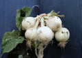 Ringmaster Onion Seeds – 50 Heirloom Large White Bulb Seeds for Long Day Garden-Grown Mild Sweet Onions