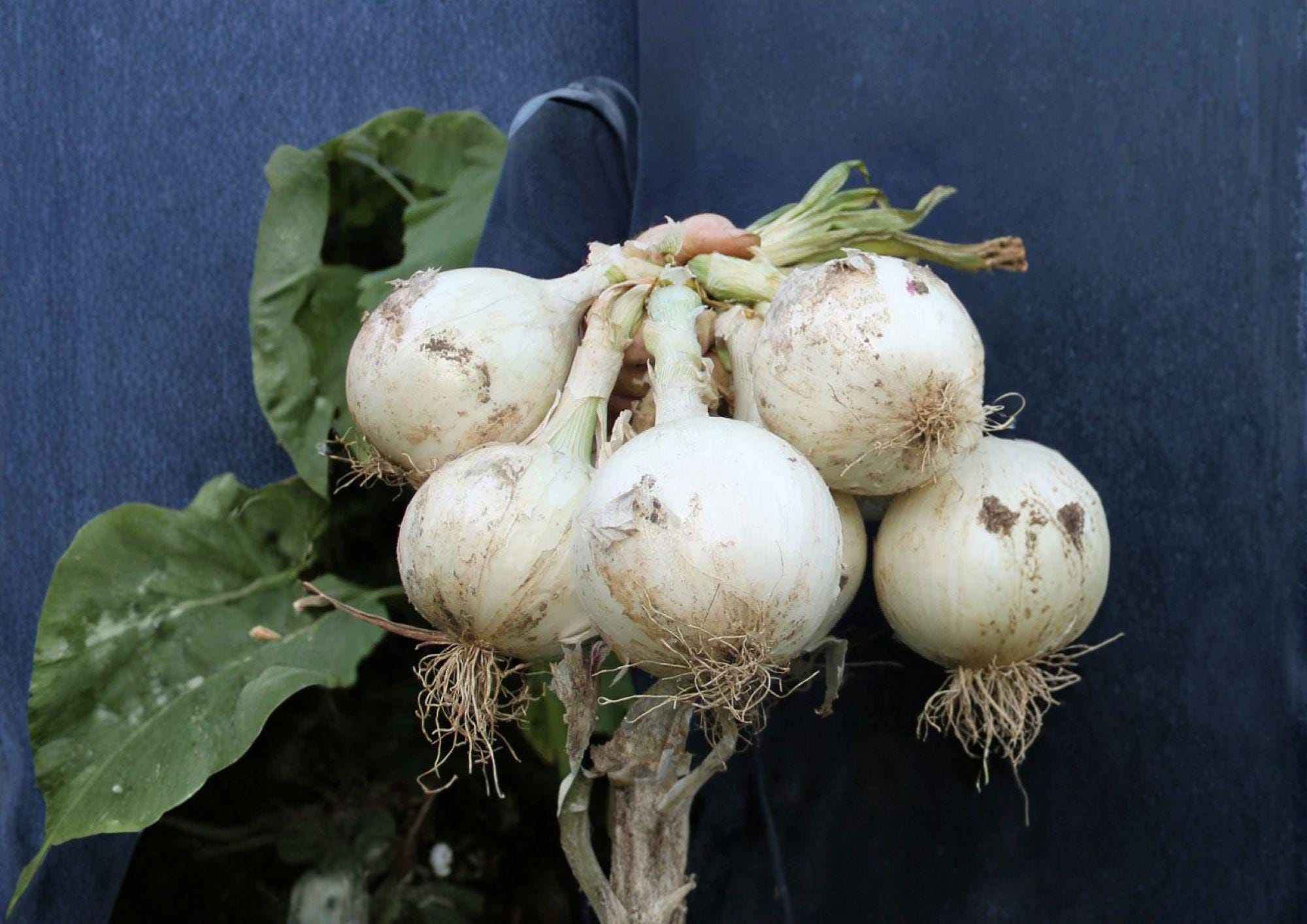 Ringmaster Onion Seeds – 50 Heirloom Large White Bulb Seeds for Long Day Garden-Grown Mild Sweet Onions