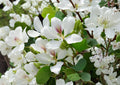 Bauhinia Alba Seeds – 10 Orchid Tree Seeds for White Butterfly Blooms, Tropical Ornamental Plant, Garden Landscape, Pollinator Friendly