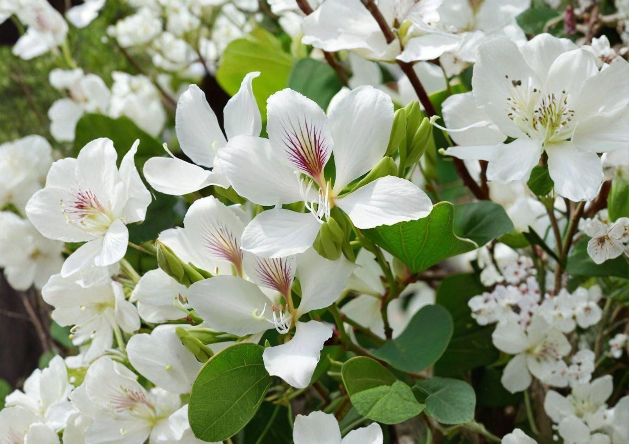 Bauhinia Alba Seeds – 10 Orchid Tree Seeds for White Butterfly Blooms, Tropical Ornamental Plant, Garden Landscape, Pollinator Friendly