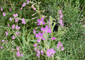 Fireweed Seeds – 100 Wildflower Seeds for Pink Spikes, Hardy Perennial Flower, Chamaenerion Angustifolium, Pollinator Friendly
