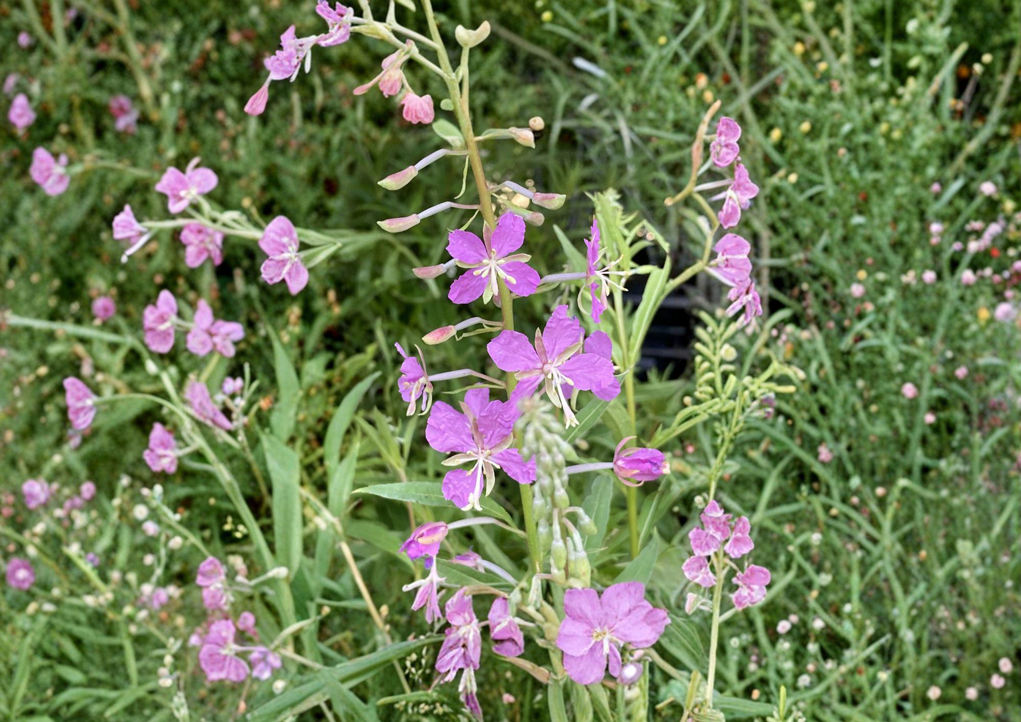 Fireweed Seeds – 100 Wildflower Seeds for Pink Spikes, Hardy Perennial Flower, Chamaenerion Angustifolium, Pollinator Friendly