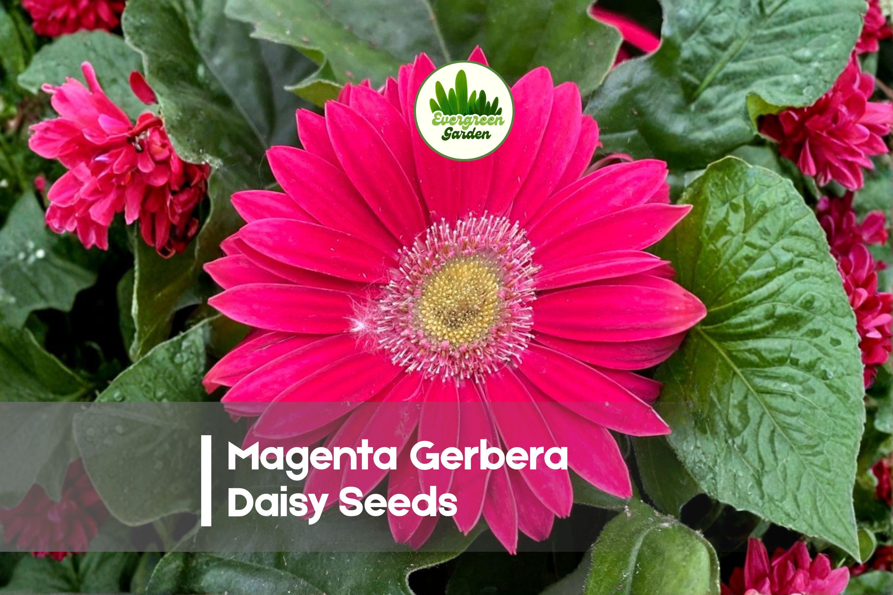 200 Magenta Gerbera Daisy Seeds – Bright Color, Easy to Grow, Gerbera jamesonii, Garden, Pots, Cut Flowers