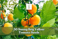 50 Sunny Boy Yellow Tomato Seeds – Solanum lycopersicum, Bright Yellow, Warm-Season Vegetable, Garden & Container Planting