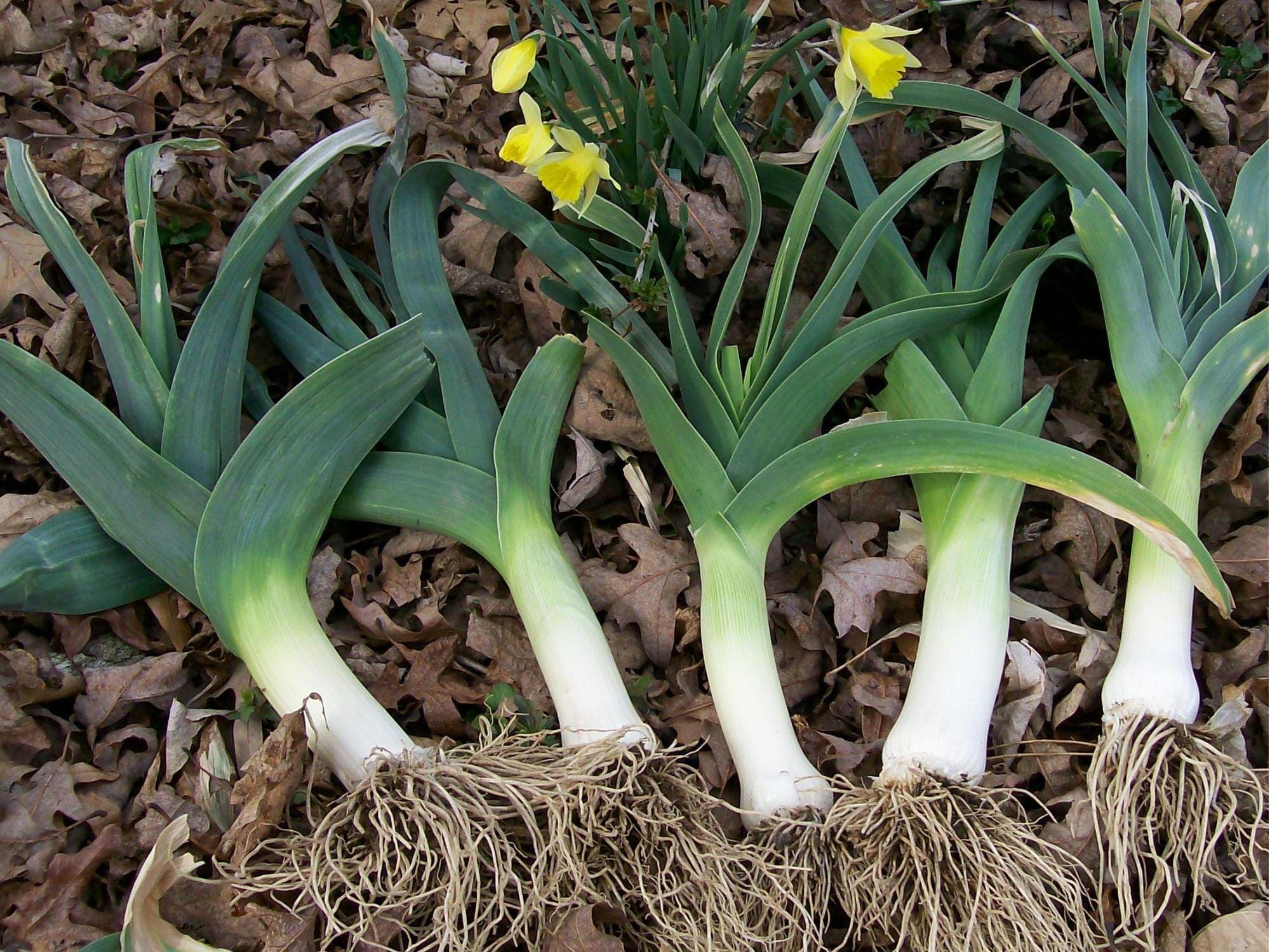 American Flag Leek Seeds – Heirloom, Non-GMO, Cold Hardy, Mild Onion Flavor, Allium ampeloprasum