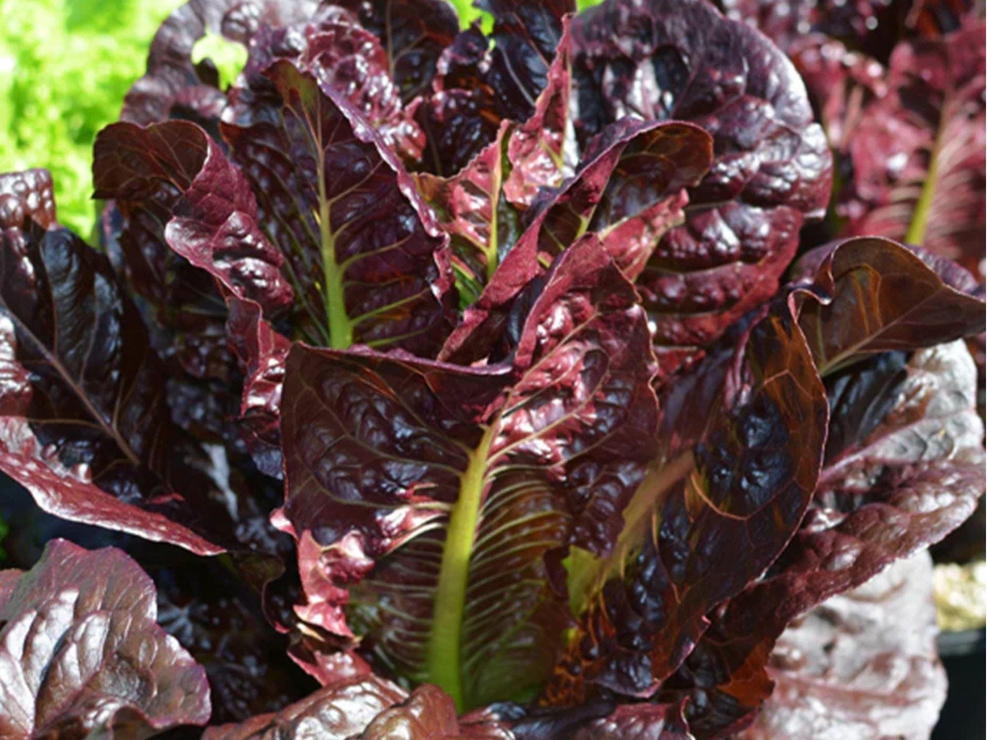 Rouge De Hiver Heirloom Red Romaine Lettuce Seeds – Cold Hardy, Crisp, Non-GMO, 1000 Seeds