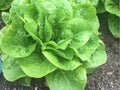 Buttercrunch Lettuce Seeds – Heirloom Non-GMO Butterhead, Crisp & Heat-Tolerant Lactuca sativa, 1000 Seeds