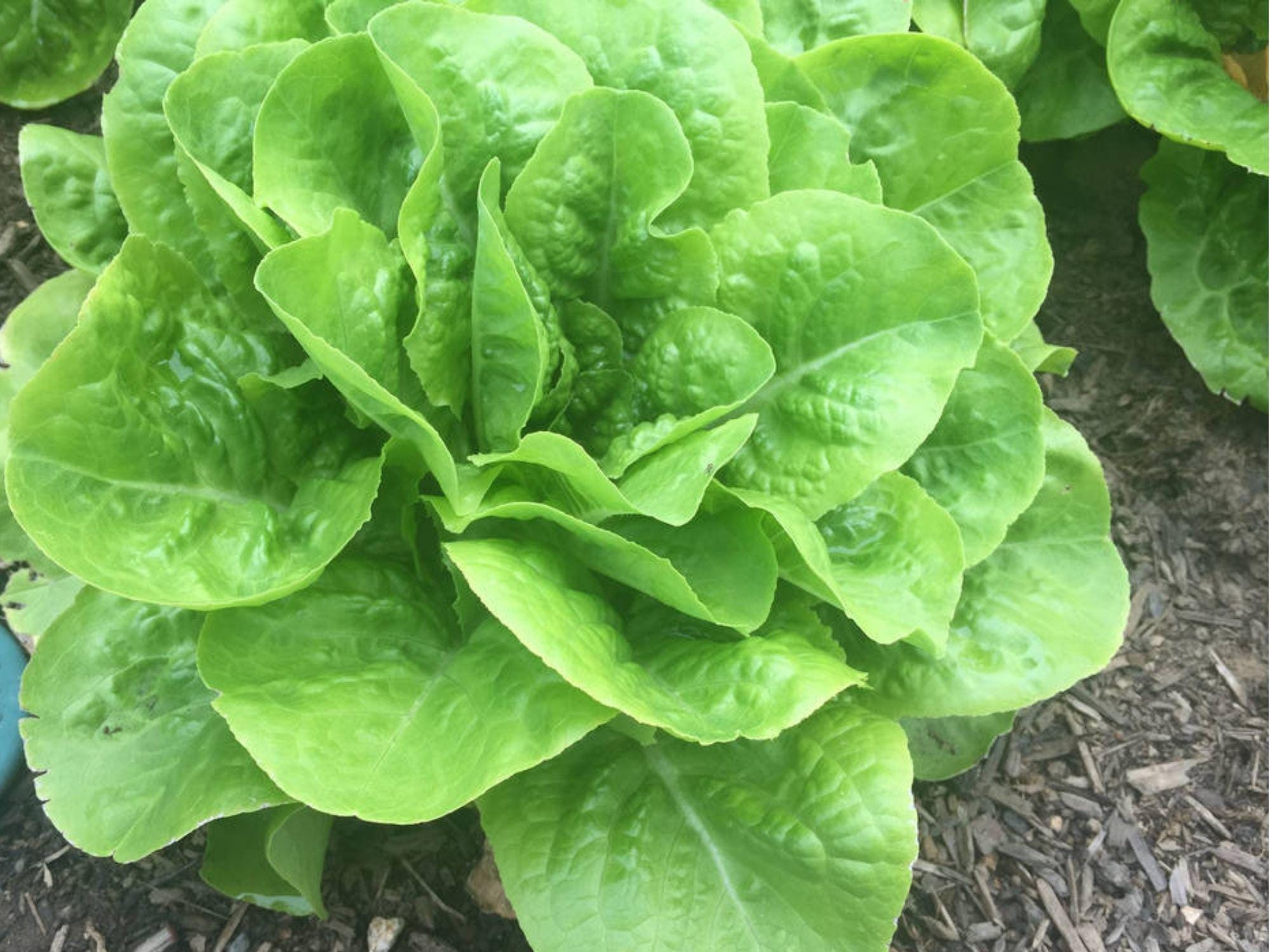 Buttercrunch Lettuce Seeds – Heirloom Non-GMO Butterhead, Crisp & Heat-Tolerant Lactuca sativa, 1000 Seeds